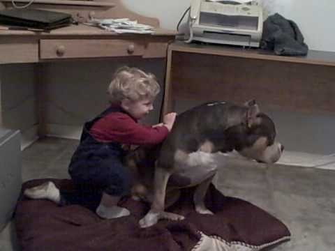 BABY ATTACKS PIT BULL PART 2