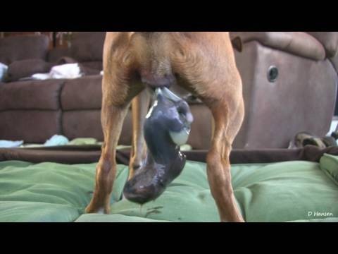 Boxer’s 2nd Puppy Birth (in HD