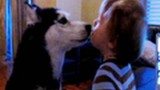 Cutest Mishka Video Ever – Talking Husky Dog