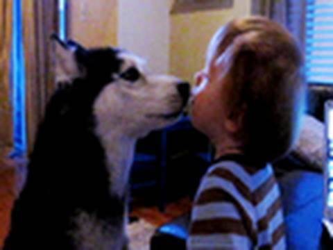 Cutest Mishka Video Ever – Talking Husky Dog