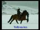 Fast speed racking horses/flying pace Icelandic horses