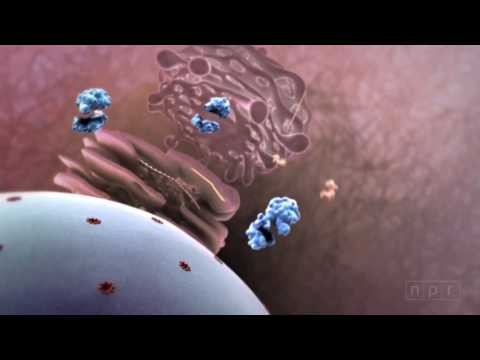 Flu Attack! How A Virus Invades Your Body