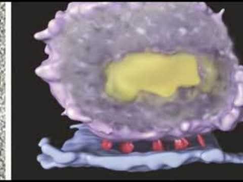 How HIV Infects Cells