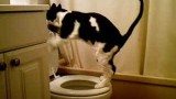 My Cat Peeing in the Toilet!