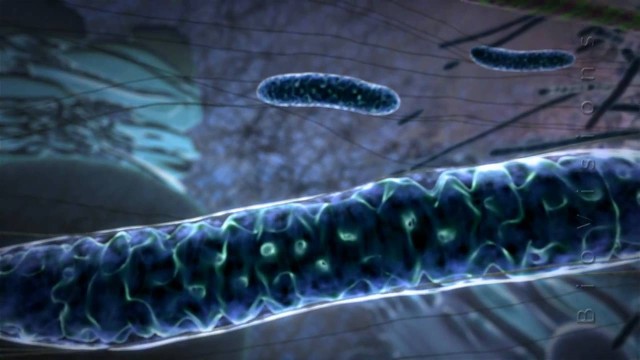 Powering the Cell: Mitochondria