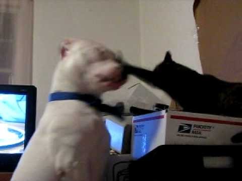 Psyco cat teaches killer pitbull to fight