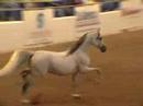 Scottsdale Arabian Horse Show Liberty Finals