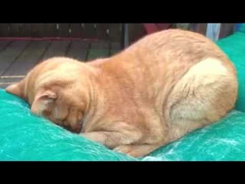 When Cats Pray