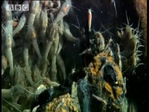 Witnessing the birth of life on Earth? – The Abyss – BBC wildlife