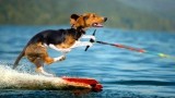 Top 11 Animals Playing Sports Better than Most Humans