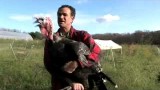 Top 5 Facts You Probably Don’t Know About Turkeys